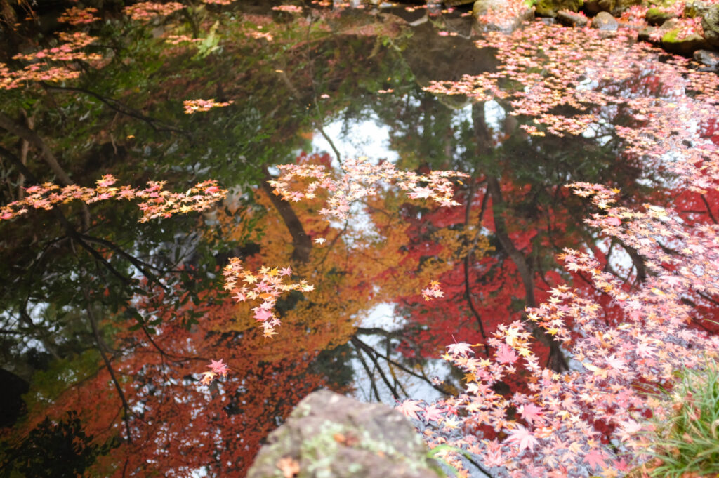 栄攝院のお庭の池とそこに映り込む紅葉